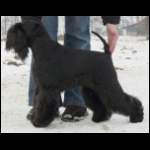 pictures/litter_e/elizabeth/elizabeth_1_t.jpg