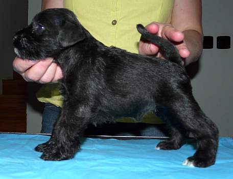 puppies_f puppies_f.jpg, 45 kB