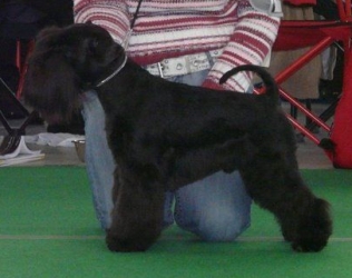griffin-olomouc griffin-olomouc.jpg, 57kB