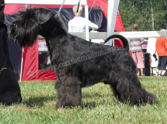 griffin_03 griffin_03.jpg, 45kB