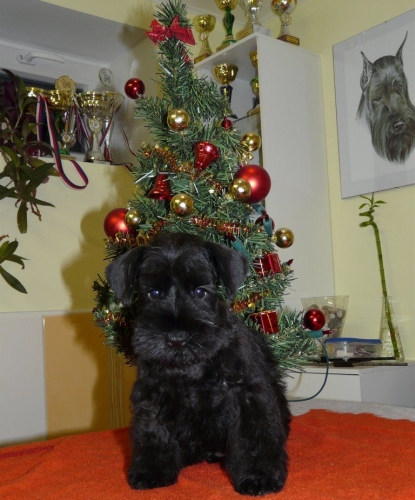 christmas_h christmas_h.jpg, 156kB