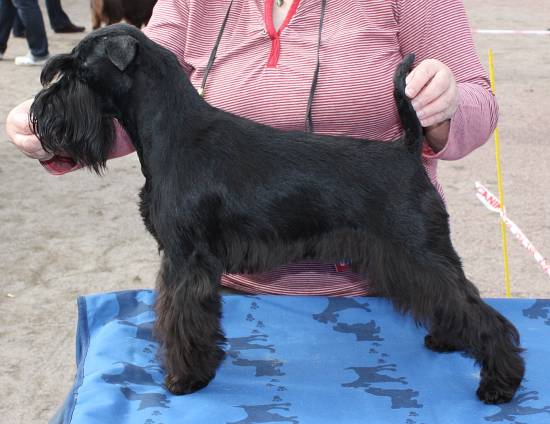 black miniature schnauzer